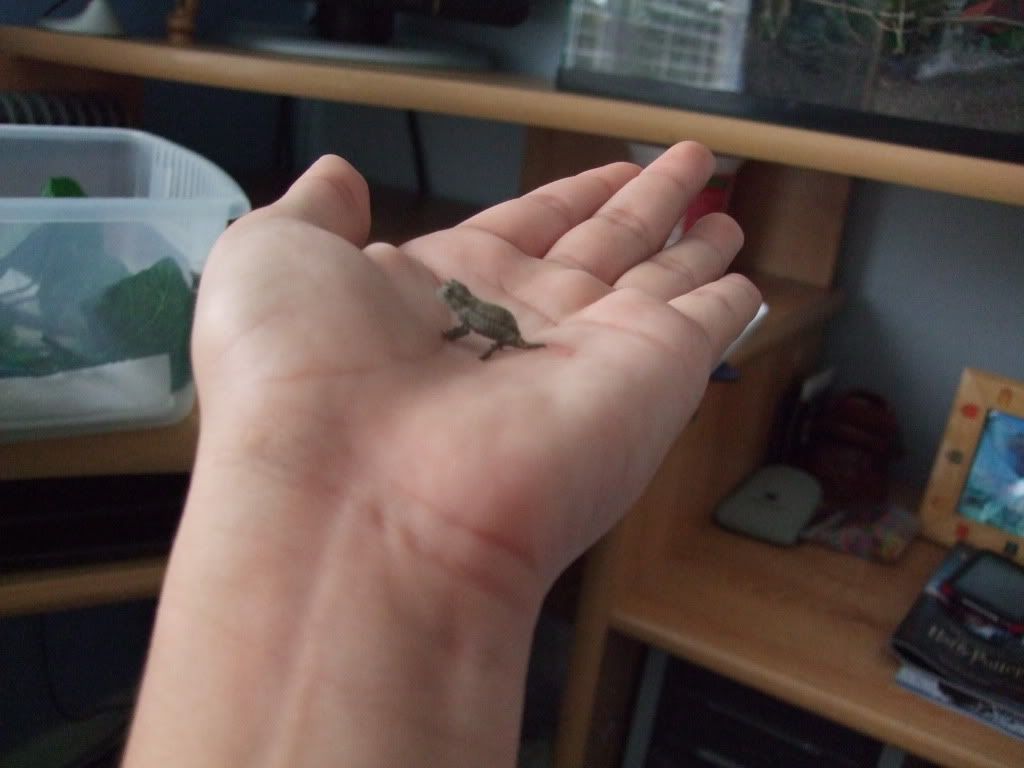 pygmychameleon001.jpg