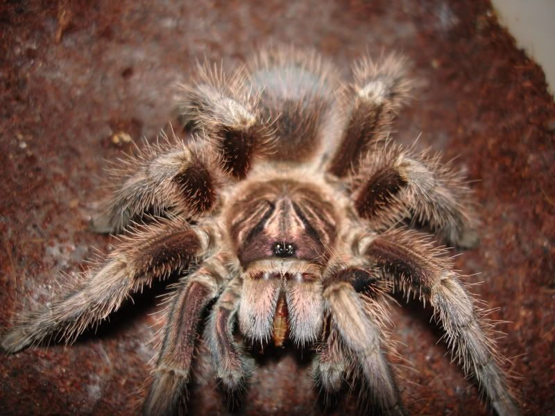 SEPT32009WARRENSPIDER017.jpg