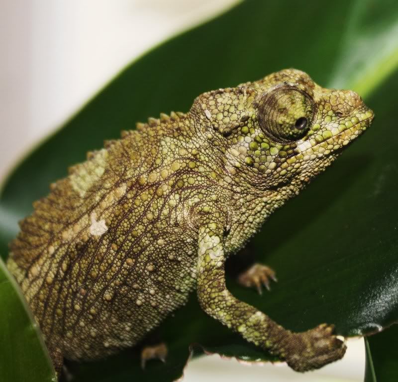 chameleon003.jpg