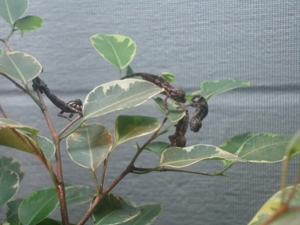 DSC00045.jpg