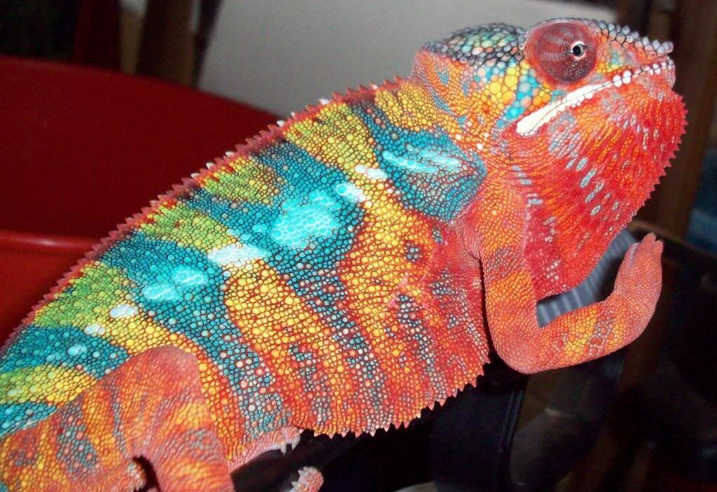 ambilobe1.jpg
