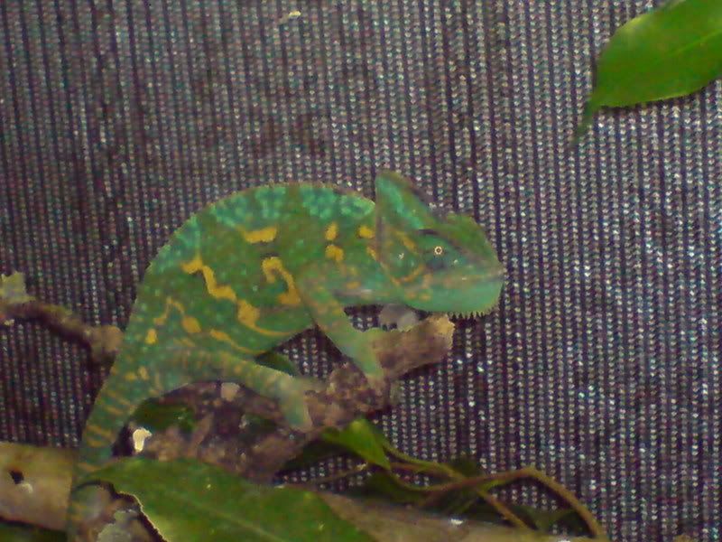DSC00045.jpg