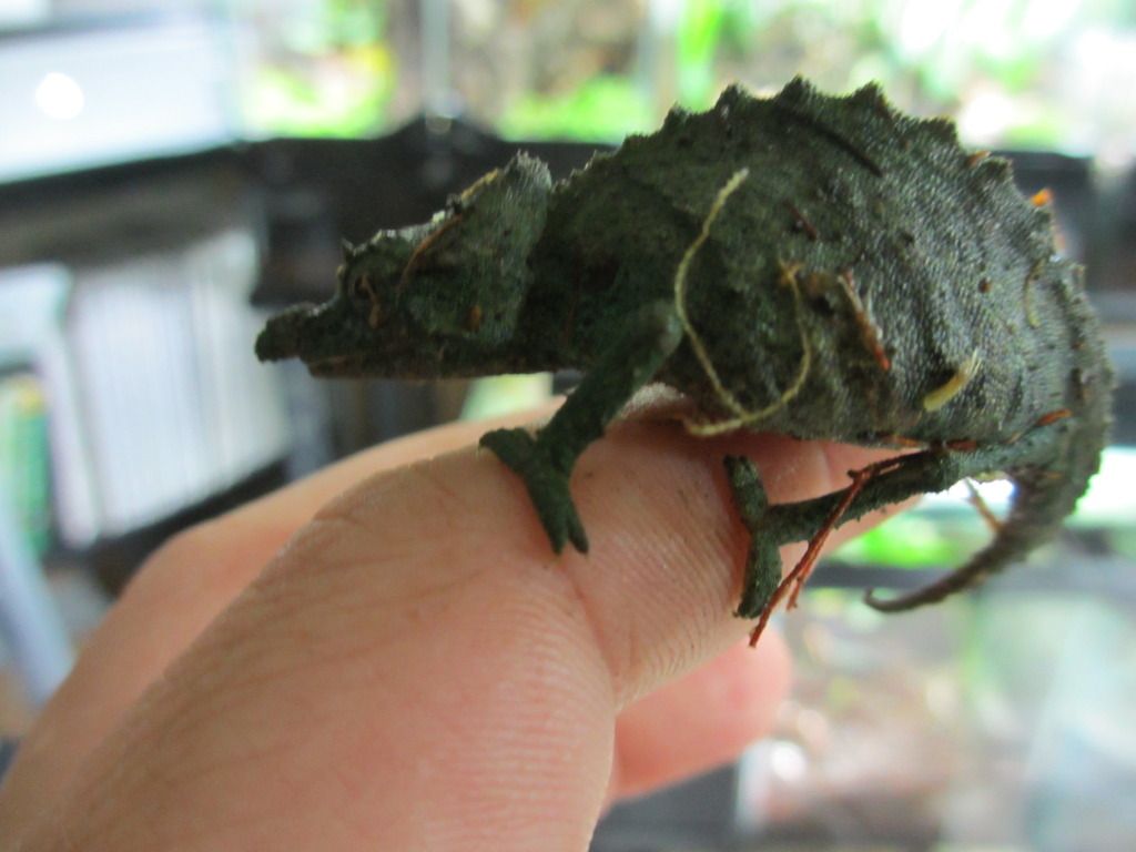 Rhampholeonacuminatus004.jpg