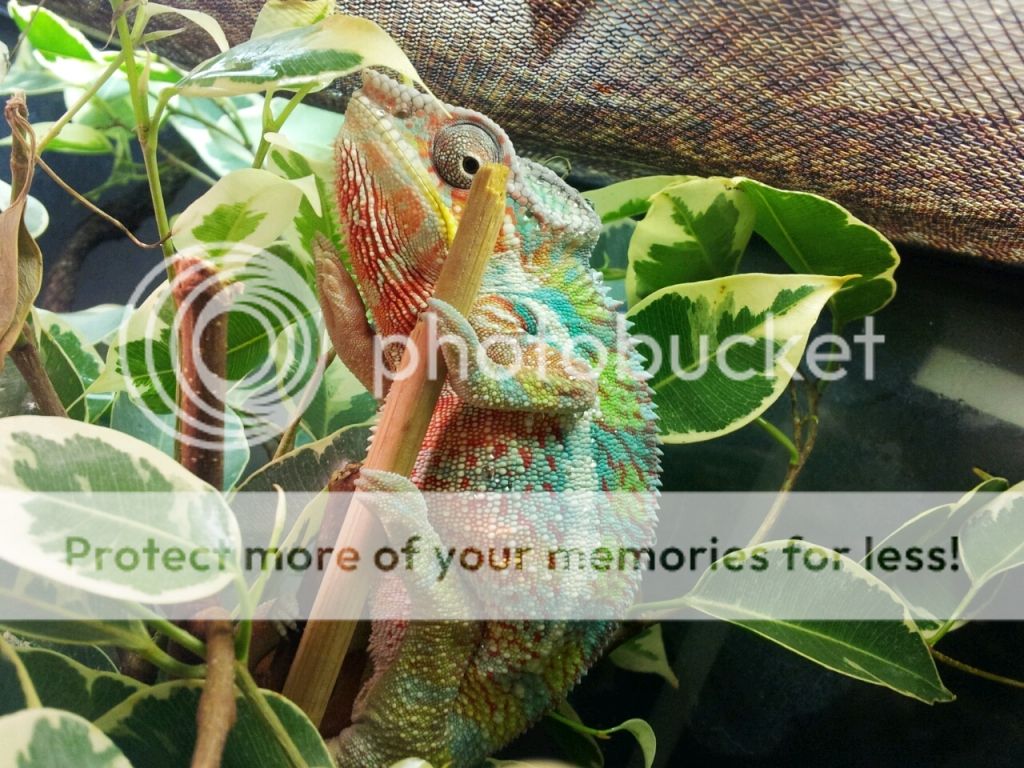 2013-03-26204151_zps4af2a84c.jpg