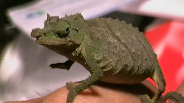 pygmygeckos007.jpg