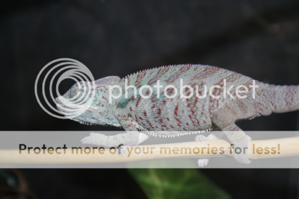 wedpics006.jpg
