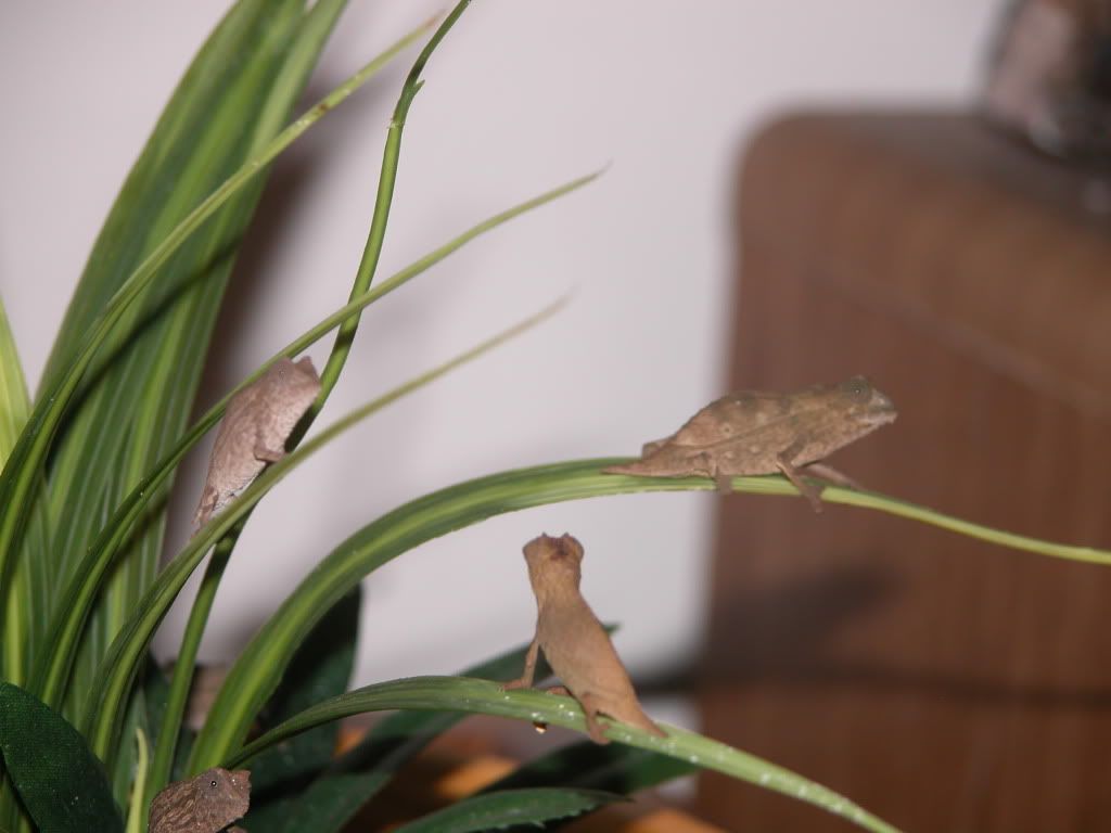Pyglets.jpg