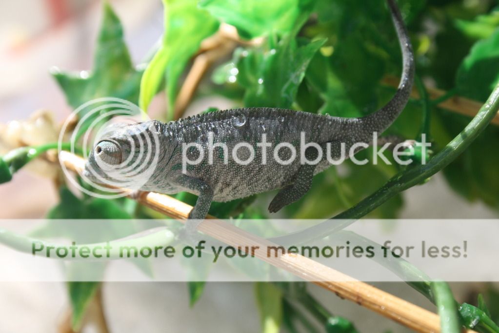 somepics013.jpg