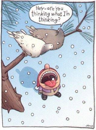 bird-snowfunny.jpg