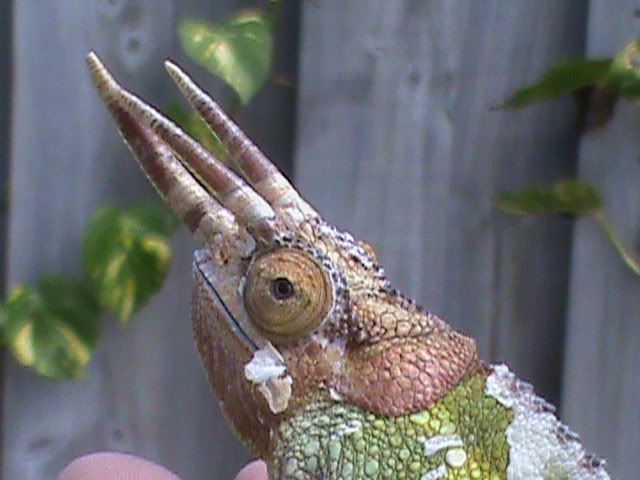 DSC00009.jpg