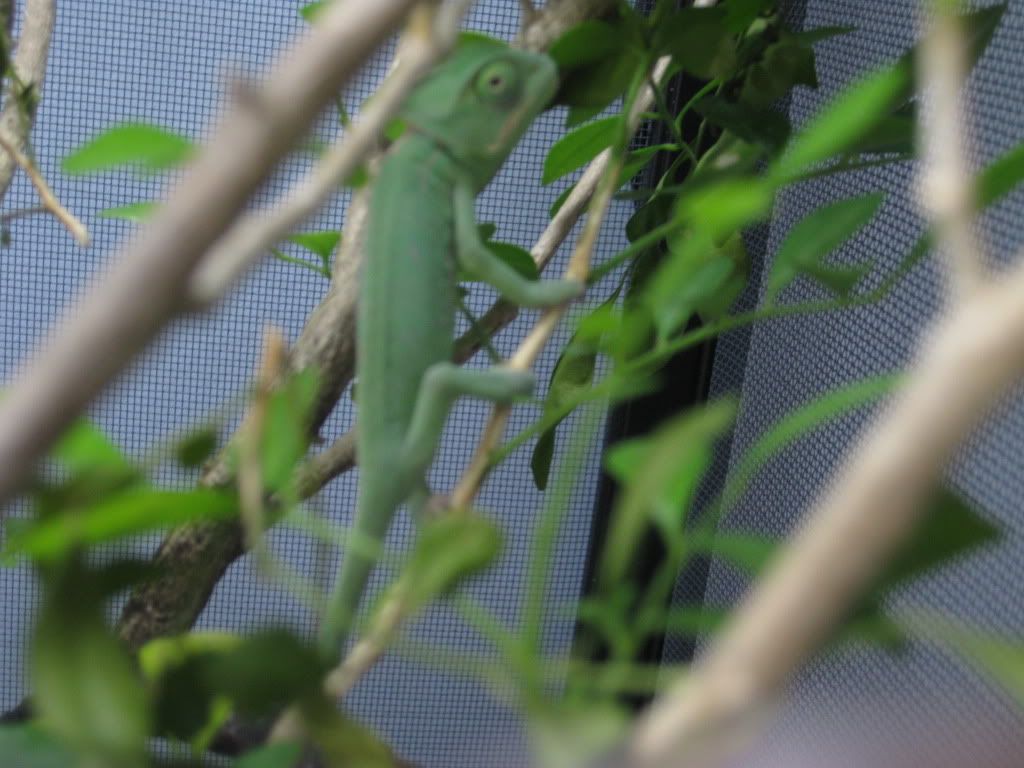 chameleons016.jpg