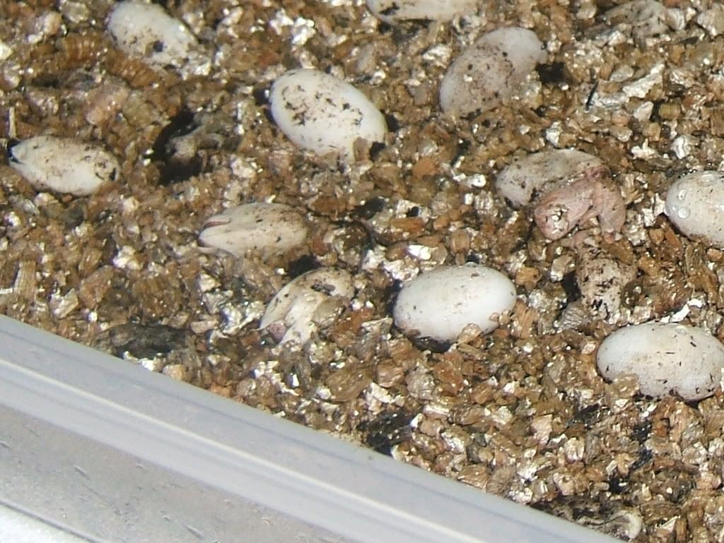 DSCF7725.jpg