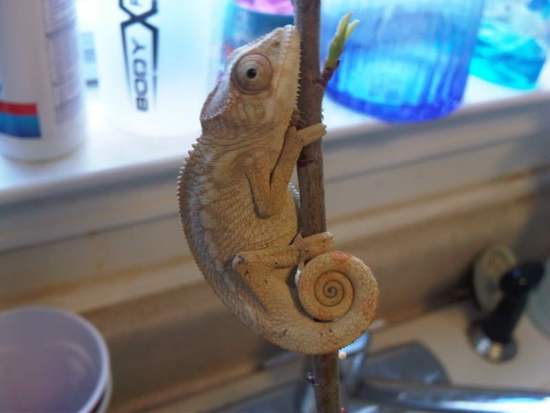 chameleon5015.jpg