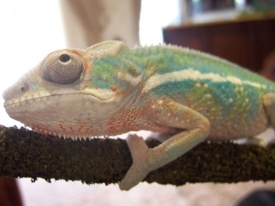 Chameleon1.jpg
