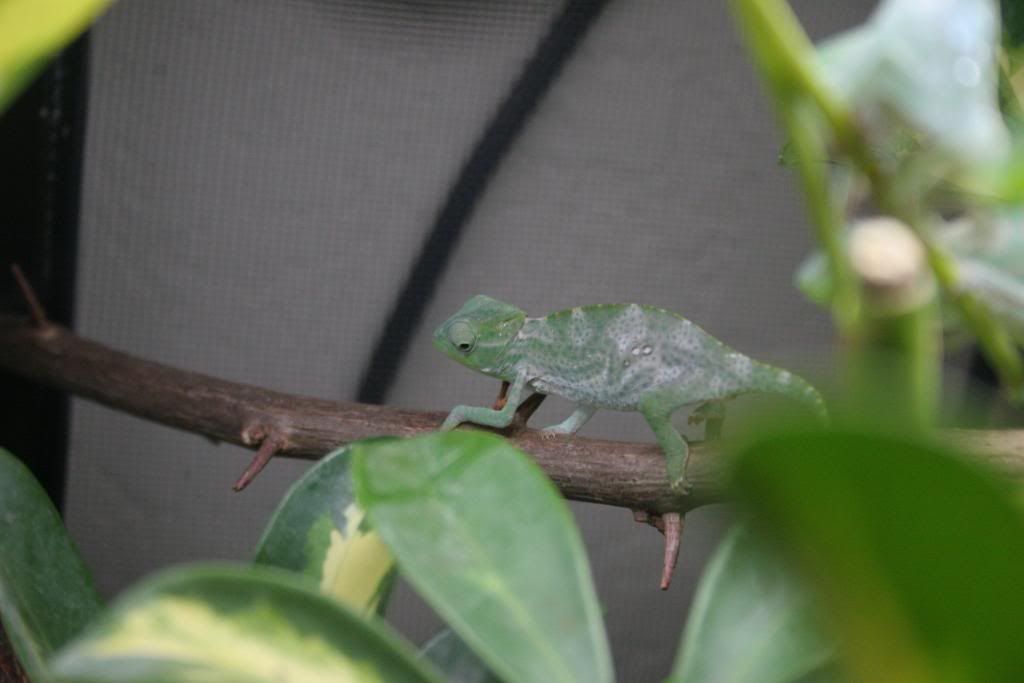 IMG_4602.jpg
