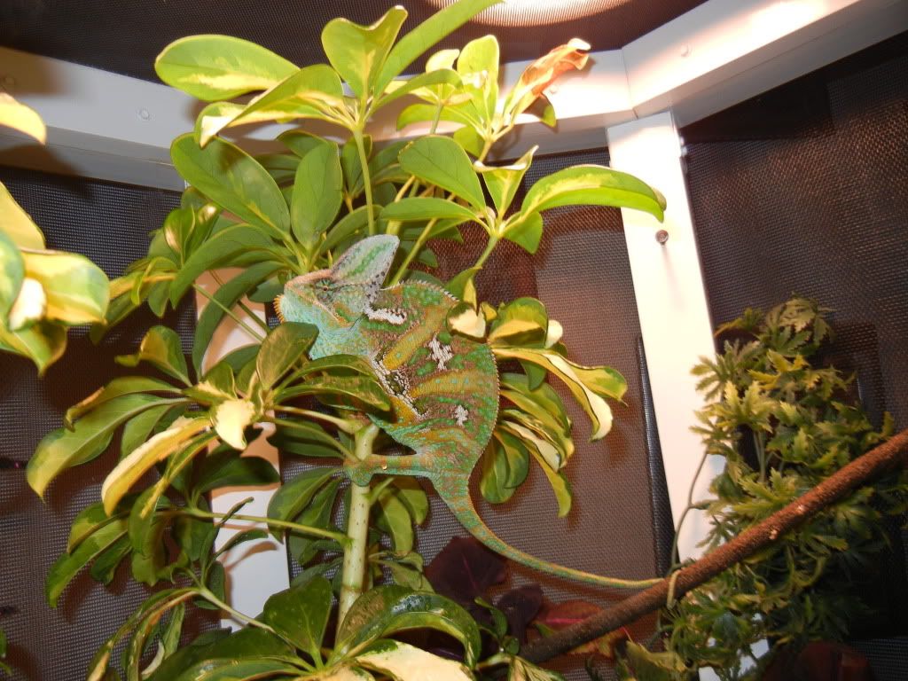 DSCN1068.jpg
