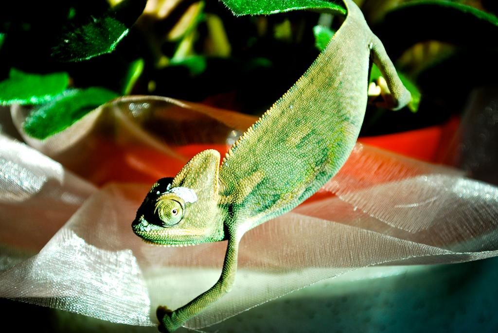 DSC_0771.jpg