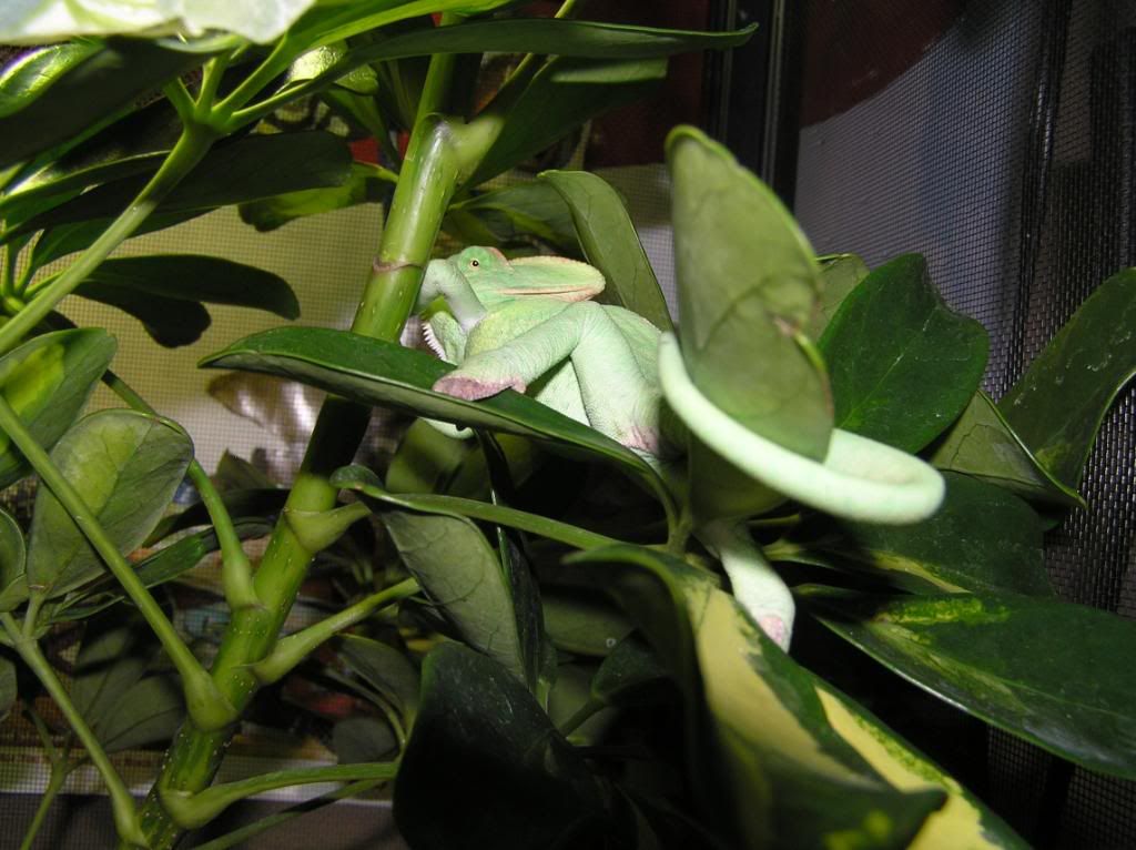 1-9-10Geckosdragonschamsandhatch-7.jpg