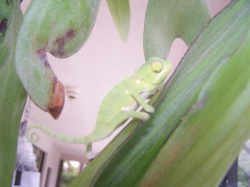 100_1035.jpg