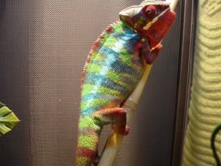 gonzonnesta010.jpg