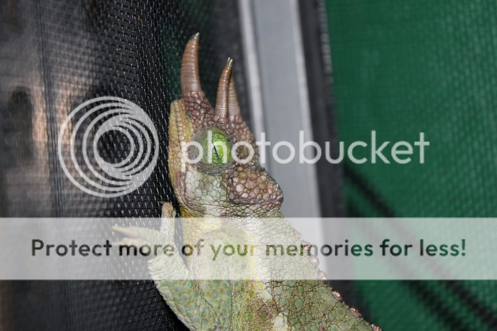 Chamandbugpics144.jpg