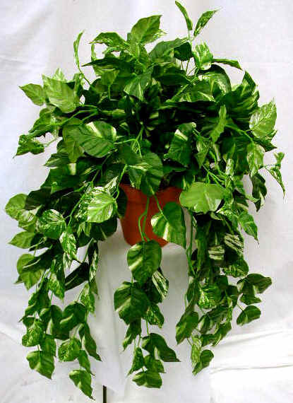 Pothos-photo.jpg
