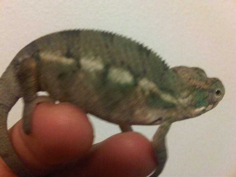chameleon3024.jpg