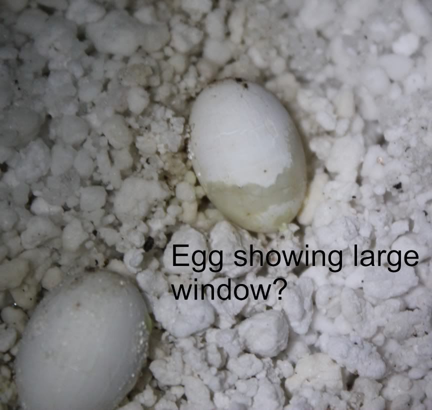 newegg.jpg