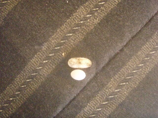 Picture033.jpg