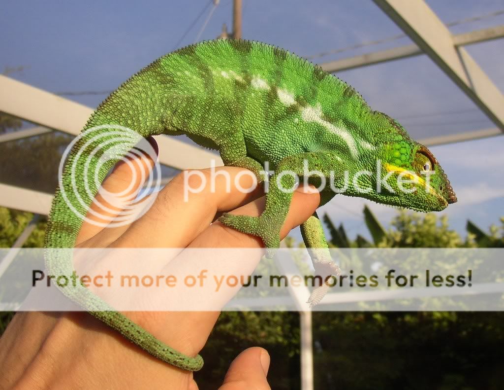 chameleon022.jpg