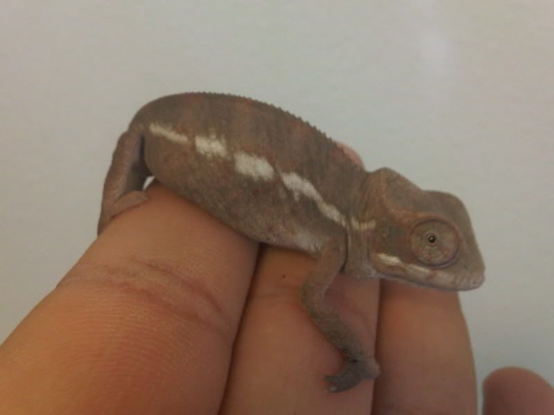 chameleon4038.jpg