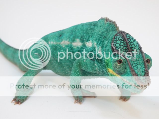 chameleon41094.jpg