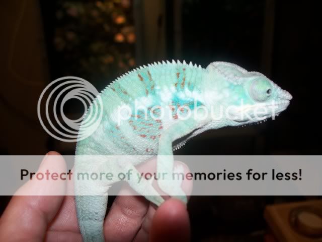 KokakCamerapics2010116.jpg