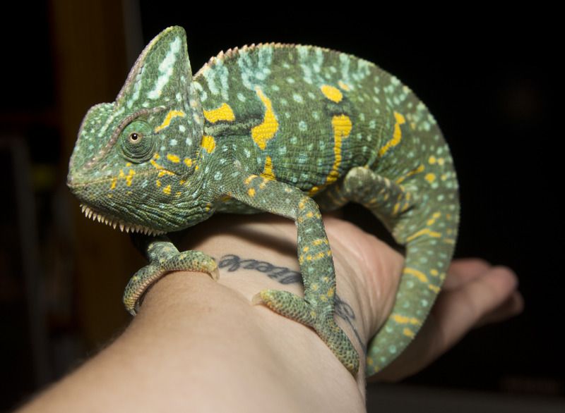 07202012_Tallulah.jpg