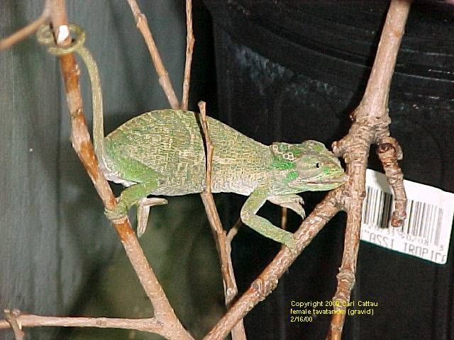 femaletavatanum_zps9916137a.jpg