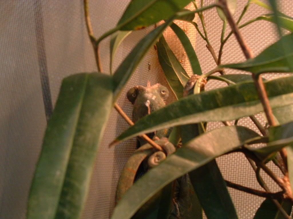 pics011.jpg