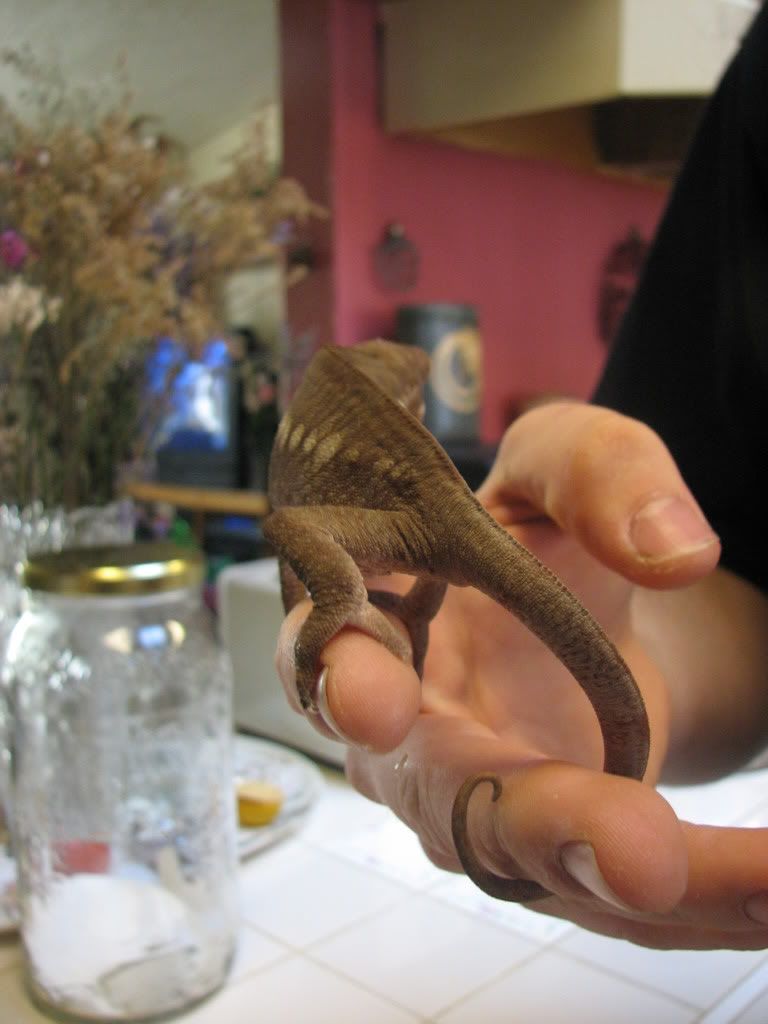 ambilobepantherchameleon04.jpg