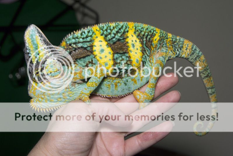 08162012_bugsy2.jpg