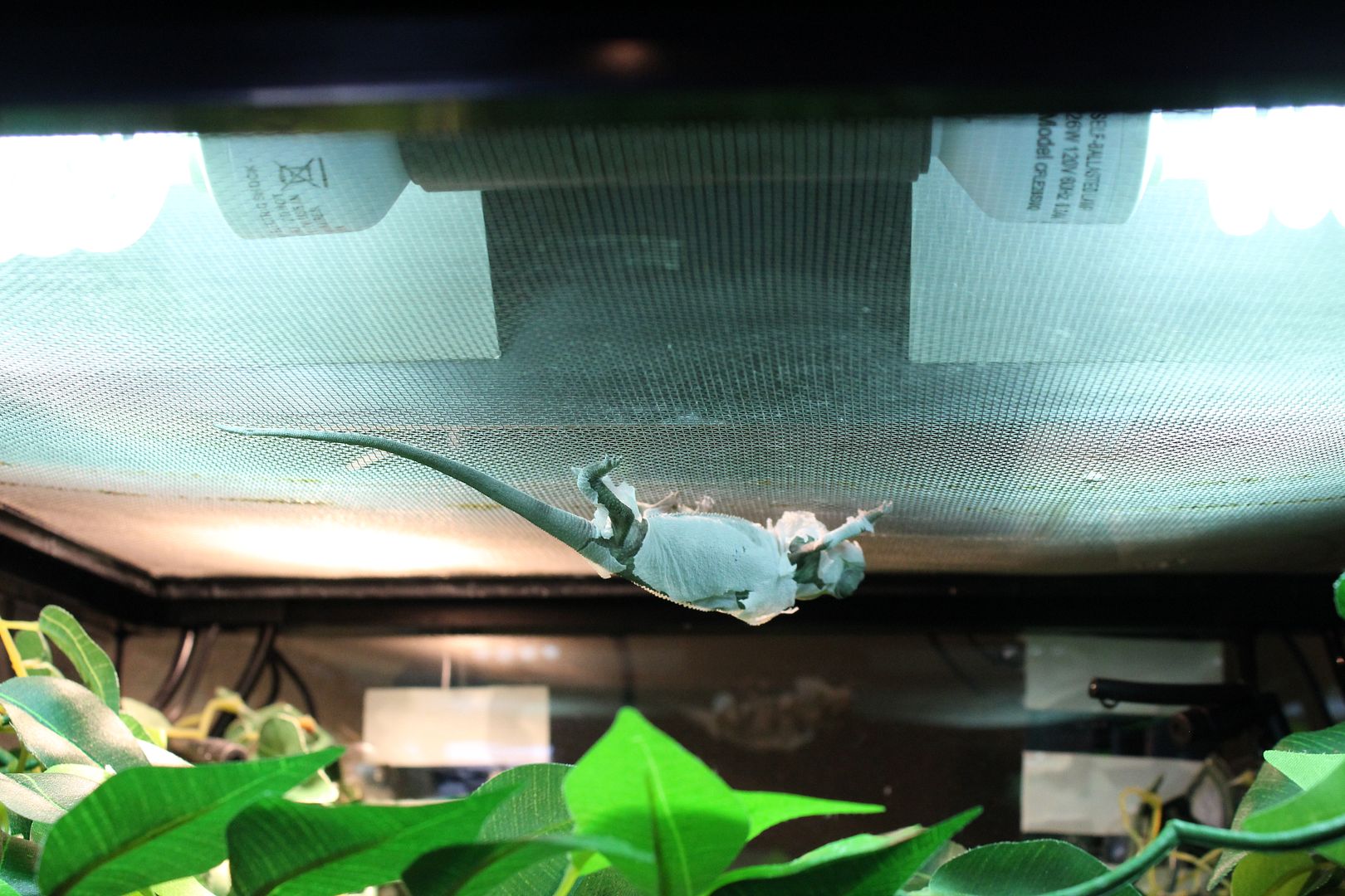 LizardStuff010.jpg