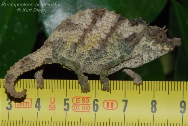 Rhampholeonacuminatus3Small.jpg