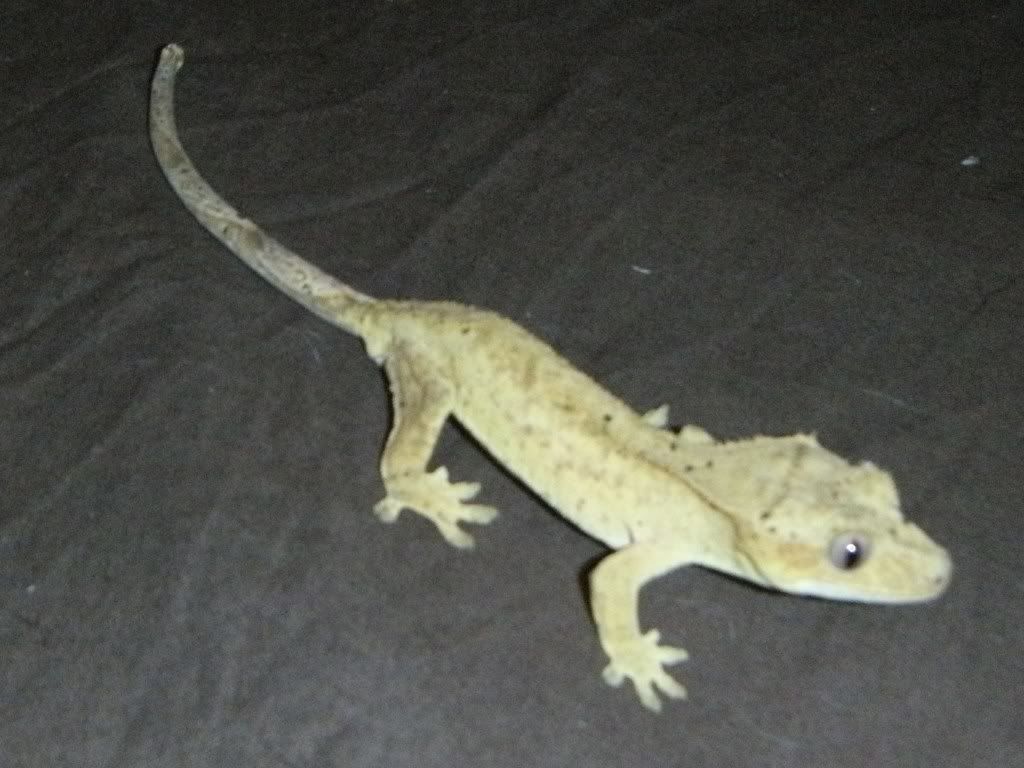 PICT0061.jpg