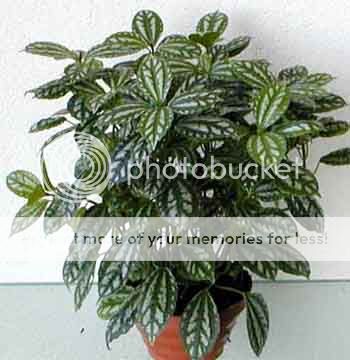 pilea_cadieri.jpg