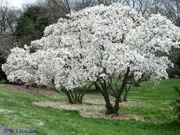 Magnoliastellata.jpg