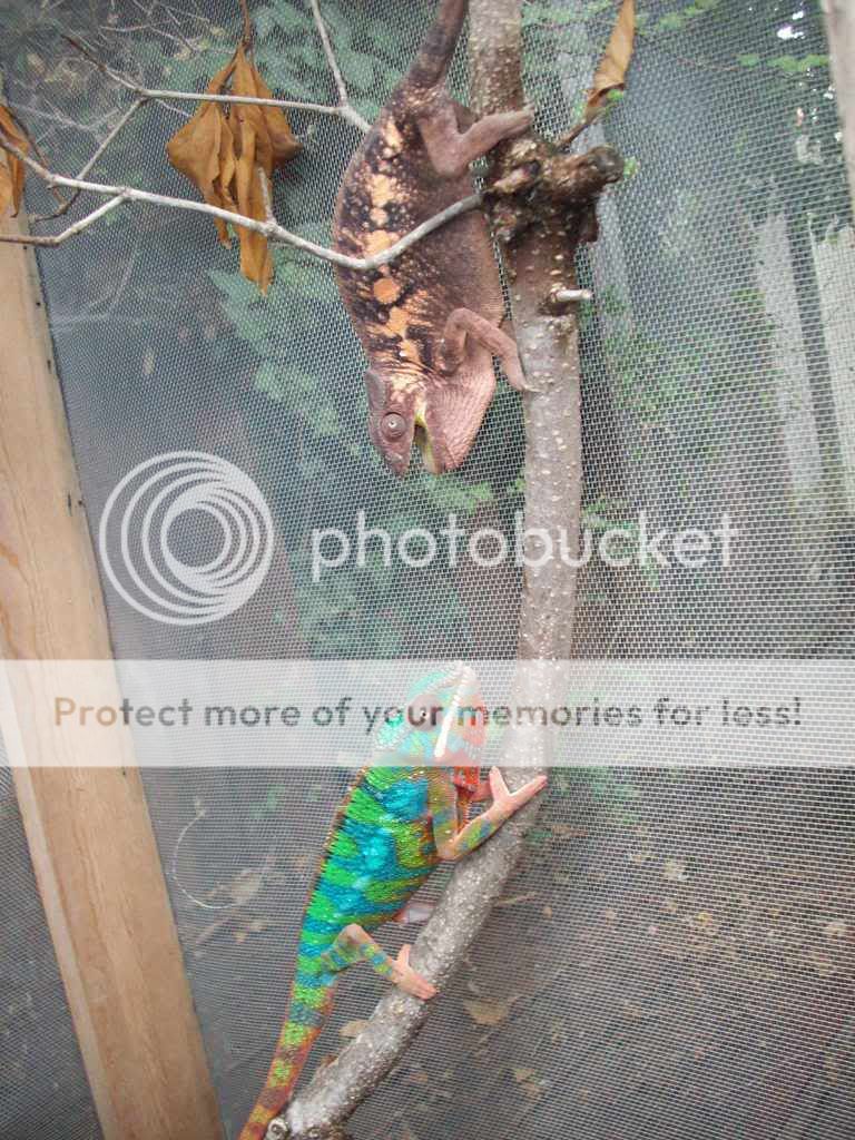 Picture024a.jpg