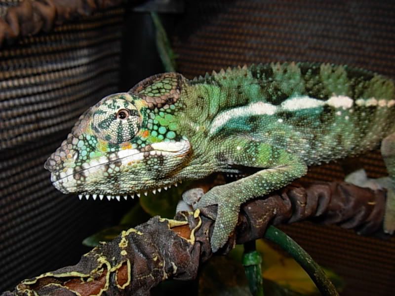 DSCN6128.jpg