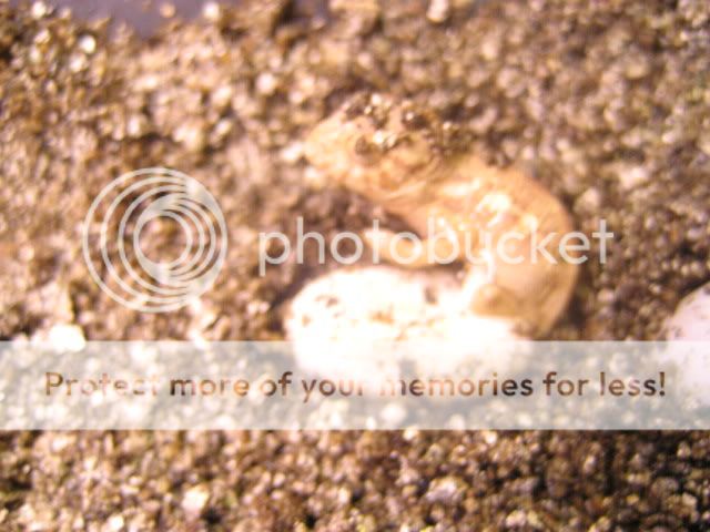 IMG_2160.jpg