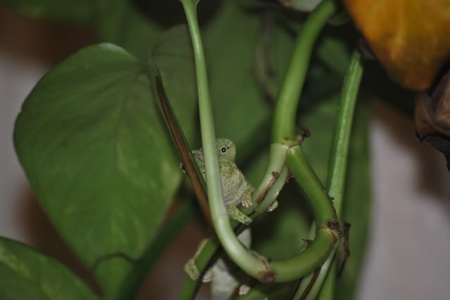 DSC_0007-1.jpg