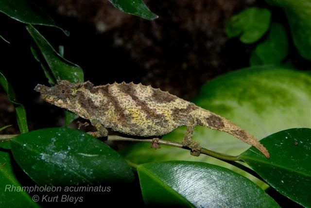 Rhampholeonacuminatus1Small.jpg