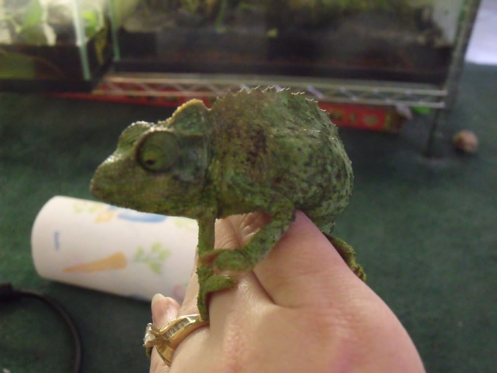 2010_0427chams0014.jpg