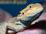 th_BabyBeardedDragon1-1.jpg